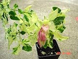 Variegated Shrimp Plant