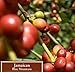 5 Lbs 100% Jamaica Jamaican Blue Mountain Coffee (Full City (Light/medium) Roast)