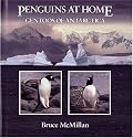Penguins at Home: Gentoos of Antarctica