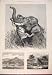 1876 Indian Hunting Trophy Tiger Elephant Samoa Apia