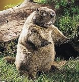 Folkmanis Puppet Groundhog