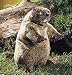 Plush GroundHog Puppet 12