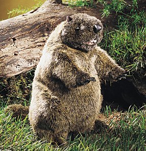 Folkmanis Puppet Groundhog