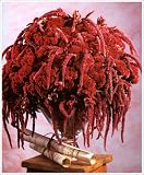 Revue Dessain et Tolra  / Les fleurs séchées