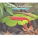 About Amphibians: A Guide for Children (About... (Peachtree Hardcover))