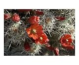 Claret Cup Cactus Botanical Photographic Poster Print by Linda Armstrong, 10x8