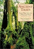  : Ancient Trees: Trees That Live For 1,000 Years