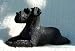   - SCHNAUZER Dog Resin Medium BLACK Lays Uncropped ears FIGURINE 336UB