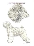 Soft-Coated Wheaten Terrier - Double Image by Cindy Farmer