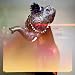 Superfuture at Amazon mp3: 5193f8qBCZL._SL75_