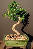 Imported Fukien Tea by Sheryls Shop NEW!