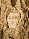 5194%2B7MgM%2BL. SL160  Buddha in Tree Ruts at Ayuthaya, Siam, Thailand Photographic Poster Print by Gavriel Jecan, 12x16