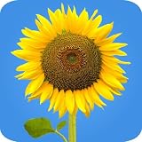 Sunflowers Free