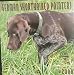 German Shorthaired Pointers 2000 Calendar