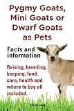 Pygmy Goats as Pets. Pygmy Goats, Mini Goats or Dwarf Goats: facts and information. Raising, breeding, keeping, food, care, health and where to buy al Pygmy Goats as Pets. Pygmy Goats, Mini Goats or Dwarf Goats: facts and information. Raising, breeding, keeping, food, care, health and where to buy al