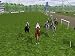 Search : Final Stretch-Horse Racing Sim
