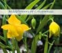 Wildflowers of California Calendar (2003)