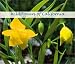 Wildflowers of California Calendar (2003)