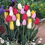 チューリップ球根　一重咲　特大球　テープ巻　混合　２０球入