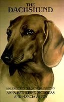 Dachshund