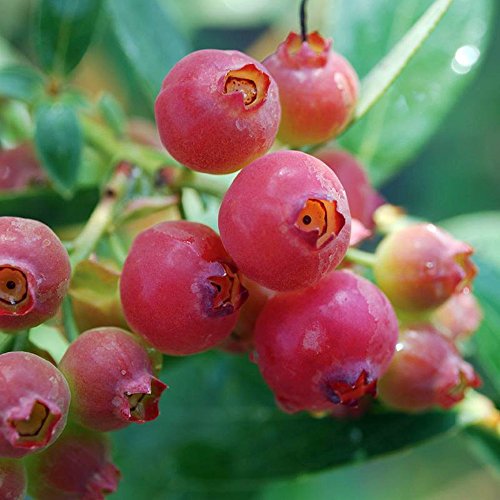 Pink Lemonade Blueberry Bush - Hot Pink Fruit - 4 Pink Lemonade Blueberry Bush - Hot Pink Fruit - 4