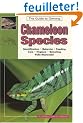 The Guide to Owning Chameleon Species