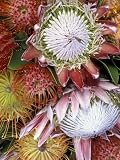 Protea Flower Design, Maui, Hawaii, USA Stretched Canvas Poster Print by Darrell Gulin, 36x48