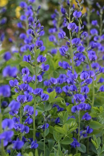 50 BLUE WILD INDIGO (False Indigo) Baptisia Australis Flower Seeds 50 BLUE WILD INDIGO (False Indigo) Baptisia Australis Flower Seeds