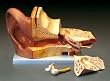 Ear, Giant Model Budget 4 Times Life Size