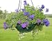 EEZY-GRO HANGING PLANTER WHITE