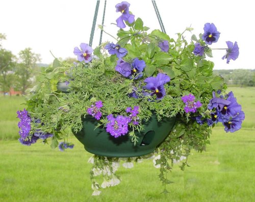Kitchen: Hanging Basket. Self Watering 12in.  green 