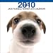 Jack Russell Terrier 2010 Square Wall ARTLIST (The Dog)