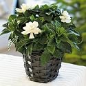 Flowers by Post - Gardenia Basket