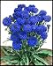 Photographic Prints of Cornflower (Dwarf) Jubilee Gem, Centaurea Cyanus from Mary Evans