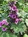 20 MAURITANIAN MALVA Mallow Malva sylvestris var. mauritania Flower Seeds 20 MAURITANIAN MALVA Mallow Malva sylvestris var. mauritania Flower Seeds