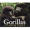 AA Co 3rd Grade summer reading