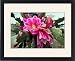 Framed Prints of Orchid Cactus flower from Ros Drinkwater