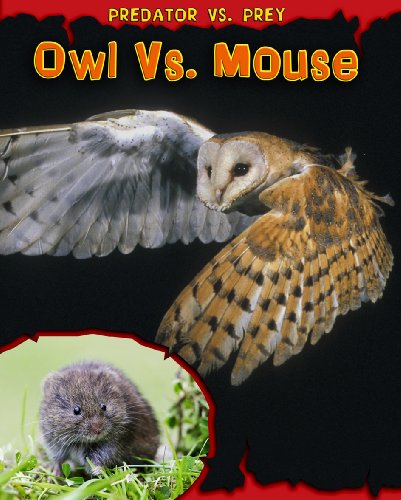 Owl vs. Mouse (Predator Vs. Prey)