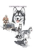 Siberian Husky Sled Team - 9x12 Drawing by Cindy Farmer