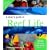 A Diver's Guide to Reef Life