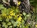 Yellow Flowers, Lichen, and Undergrowth on Floor of Chinese Forest, Shennongjia, China Photographic Poster Print by David Evans, 9x12