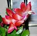 Christmas Cactus Cuttings Red Variety