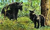 Bear Family in the Great Smokey Mountains - Fine-Art Gicl??e Photographic Print - 8