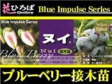 ブルーベリー 苗 ヌイ ノーザンハイブッシュ系　接ぎ木苗 【ブルーインパルス】 blueberry