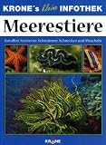 Im Reich der Meerestiere: Korallen, Seesterne, Schwämme, Schnecken und Muscheln