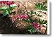 Loves lies bleeding... Canvas Print / Canvas Art - Artist David Bearden