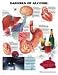 Book Dangers of Alcohol Anatomical Chart