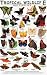 Butterflies (Tropical Wildlife Field Guide)
