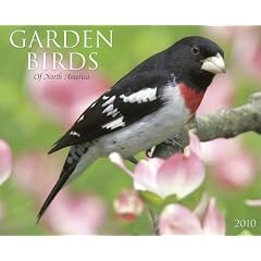 Garden Birds