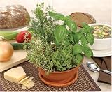 Outdoor Living : Kitchen Soup Garden Basil Dill Thyme with Terra Cotta Planter